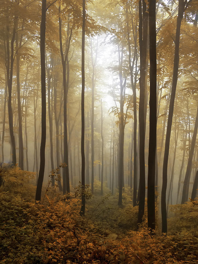Pretty forest in Bulgaria Photograph by Jaroslaw Blaminsky