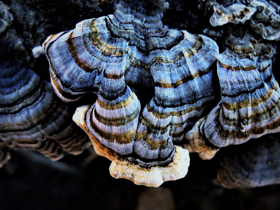 Pretty Fungi  Photograph by Lori Frisch