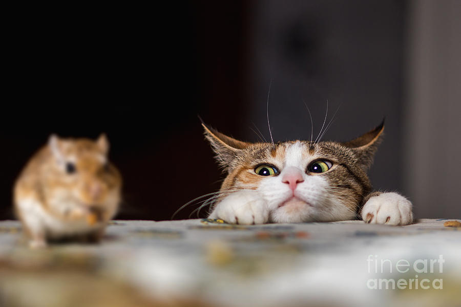 Pretty Ginger Cat Playing With Little Photograph by Sergey Zaykov Pretty Ginger Cat Playing With Little Photograph by Sergey Zaykov