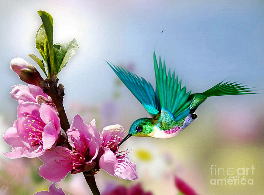 Pretty Hummingbird Mixed Media by Morag Bates