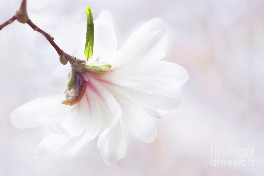 Pretty in Pastel Star Magnolia Photograph by Anita Pollak