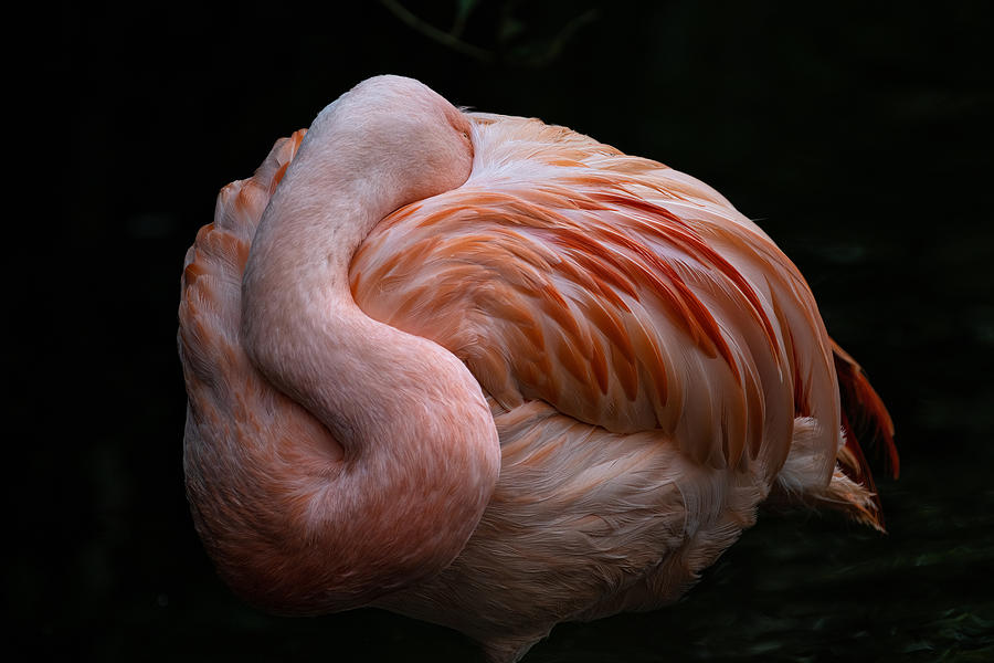 Flamingo Photograph - Pretty In Pink 2 by Susanne Landolt