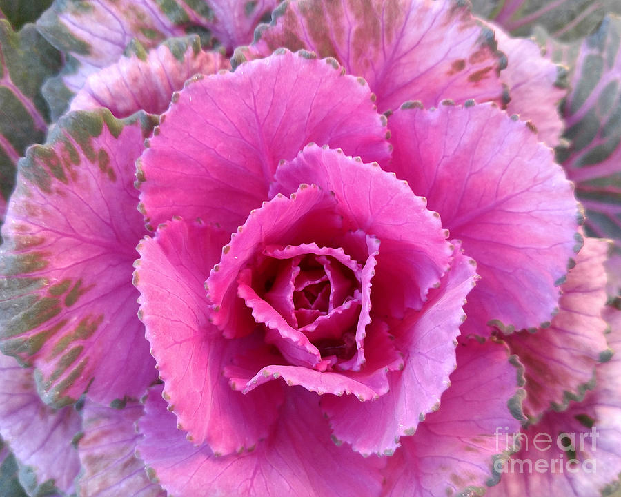 Pretty Pink Cabbage Photograph by Amy Dundon