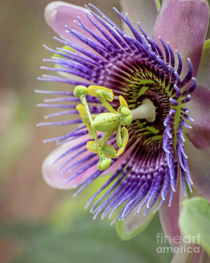 Pretty in Pink and Purple Passiflora Photograph by Sabrina L Ryan