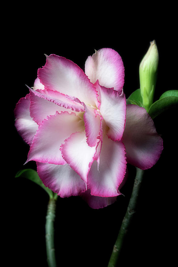 Pretty In Pink by Cyndy Doty Pretty In Pink by Cyndy Doty