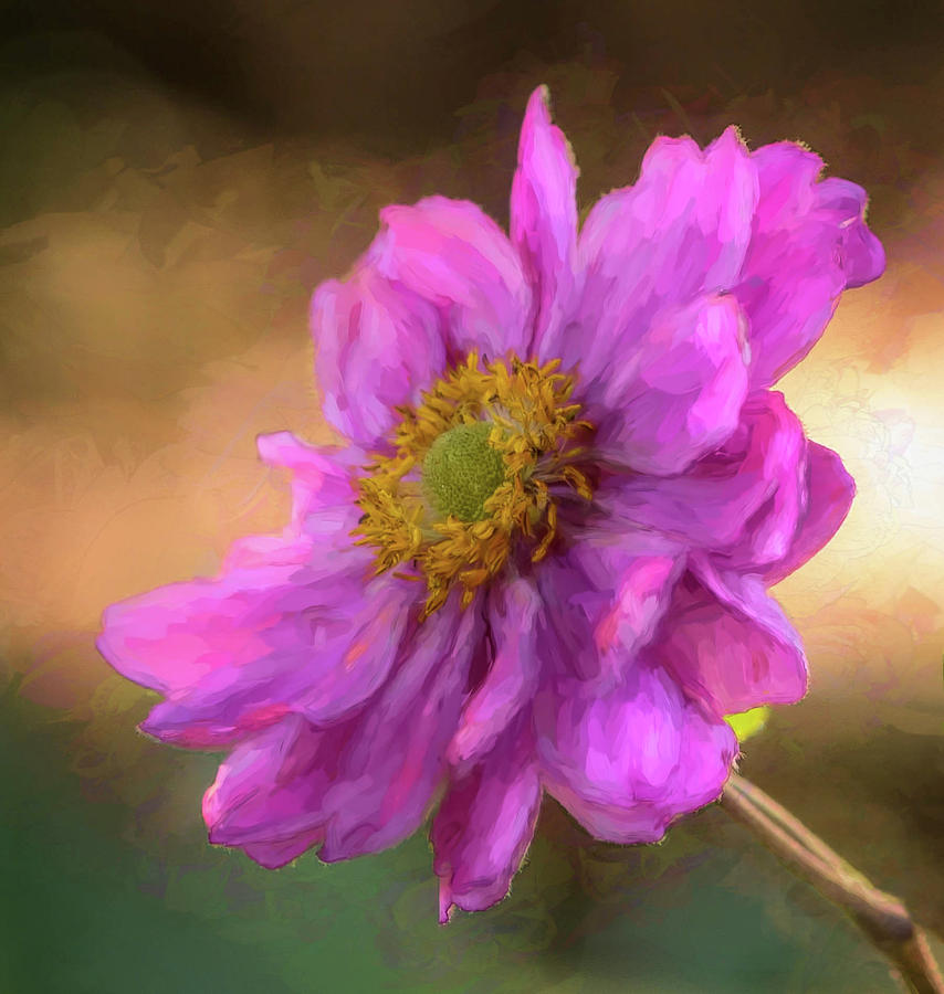 Pretty in Pink Japanese Anemone Photograph by Mary Lynn Giacomini ...