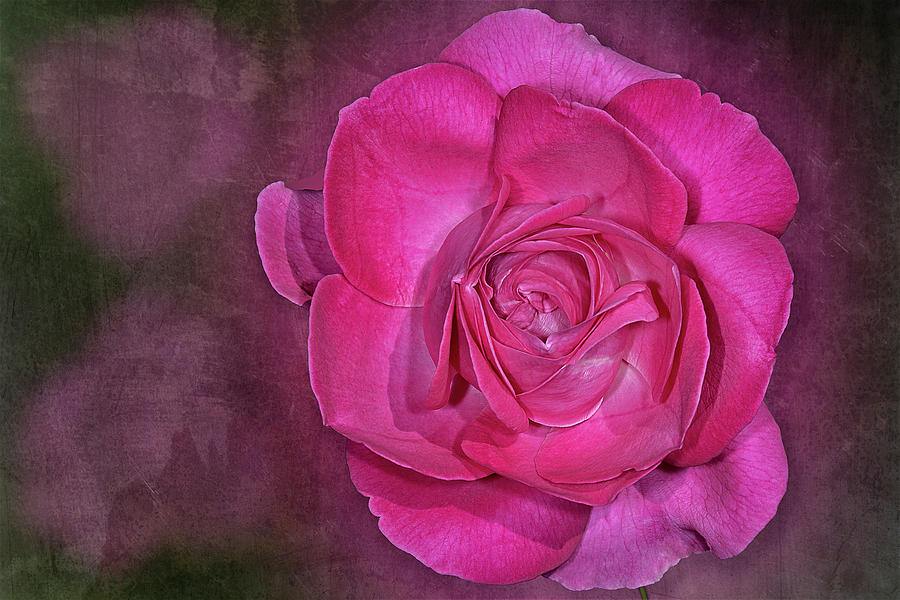 Pretty In Pink Rose  Photograph by Susan Candelario