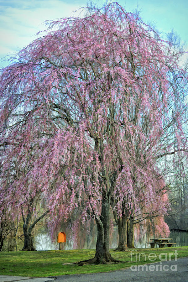 Pretty In Pink - Spring at the Duck Pond Photograph by Kerri Farley
