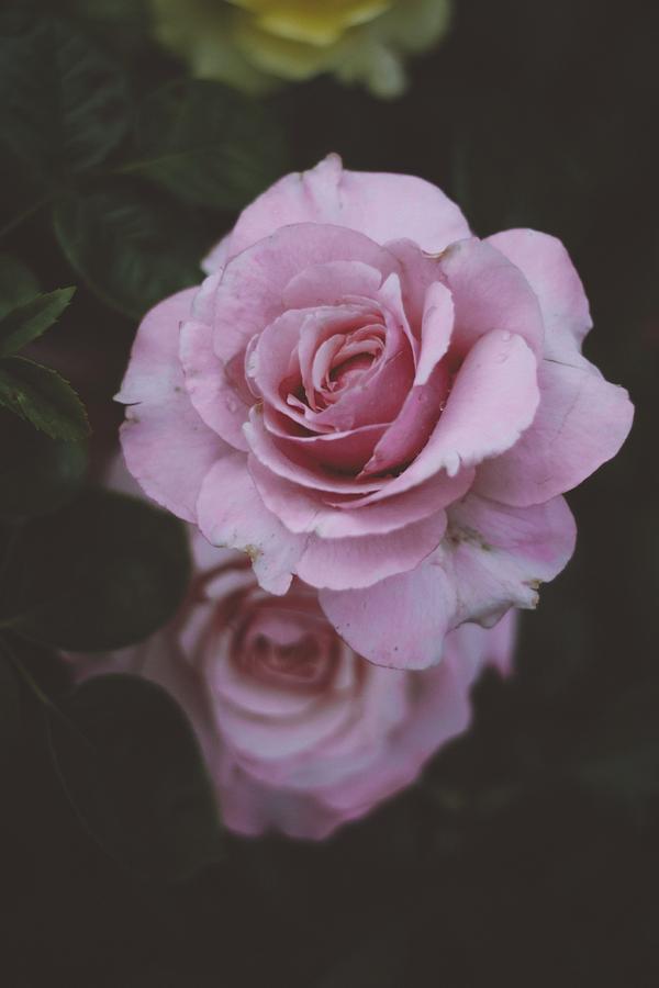 Pretty in Pink Photograph by Stephanie Hollingsworth
