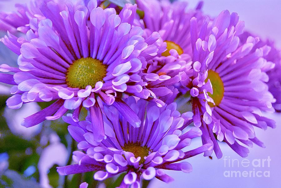 Pretty in Purple  Mums Photograph by Margie Avellino
