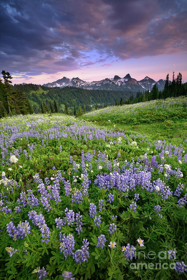 Purple Lupine Wildflowers at Sunset in Mount Rainier National Park Photograph by Tom Schwabel