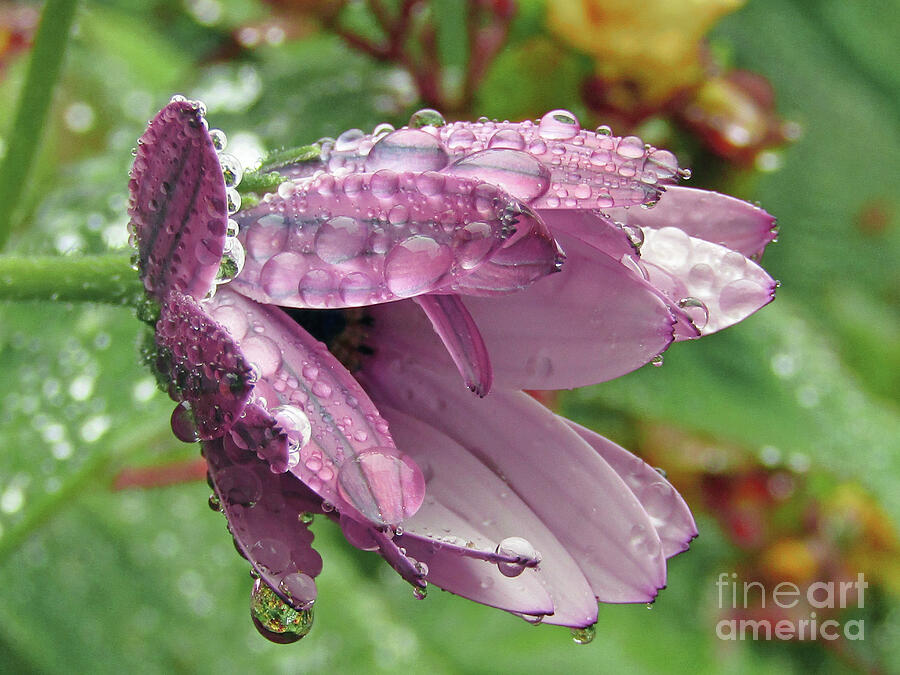 Pretty In Rain 3 Photograph by Kim Tran