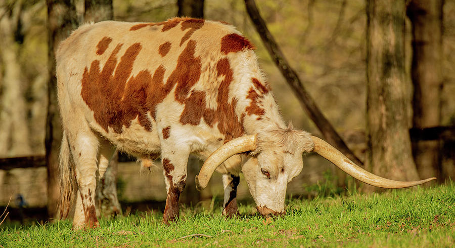 Handsome Daddy Longhorn Photograph by Marcy Wielfaert