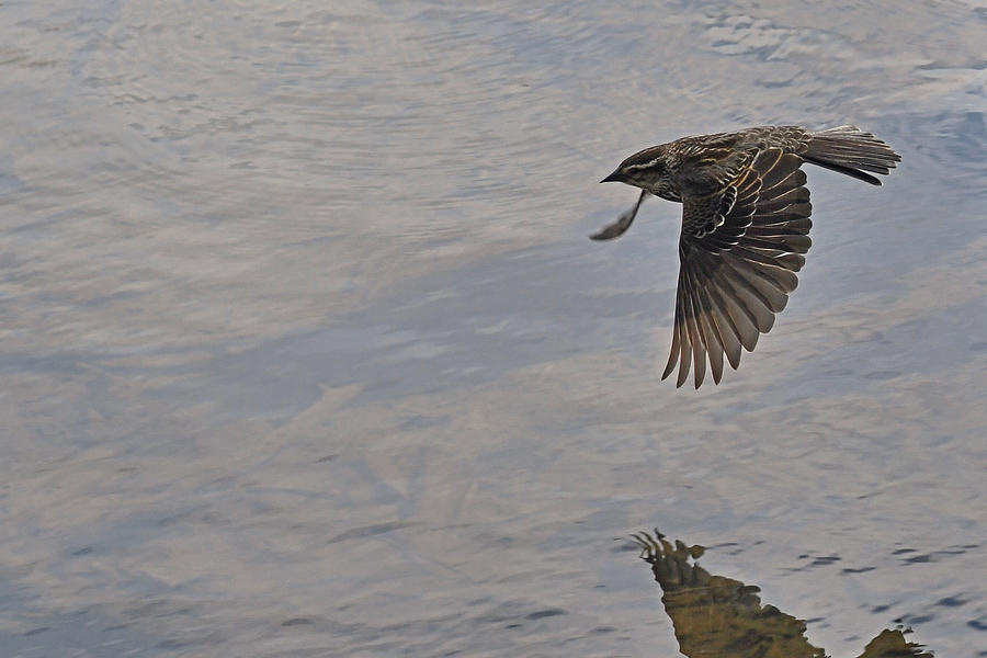 Pretty like Lady Blackbird in-flight Photograph by Asbed Iskedjian