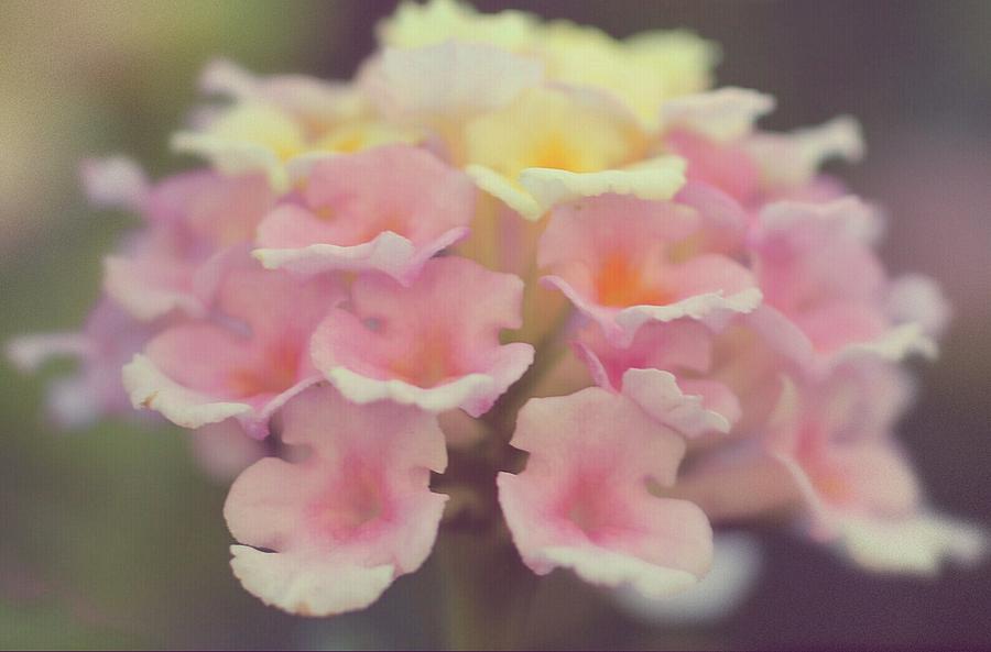 Pretty Little Flowers Photograph by The Art Of Marilyn Ridoutt-Greene