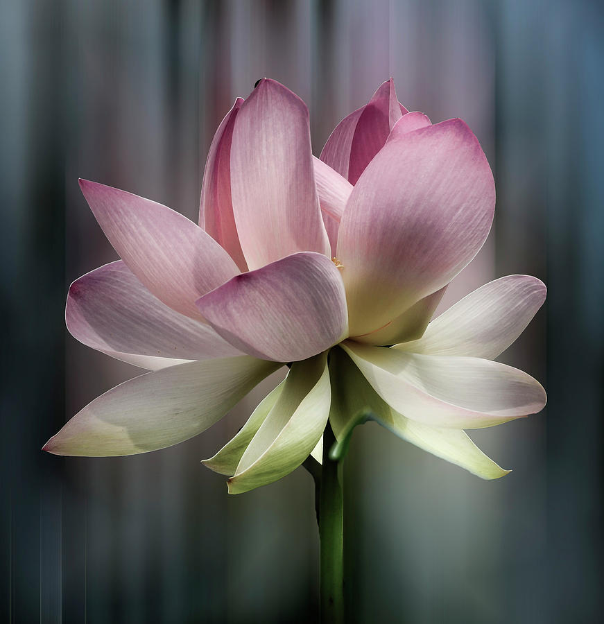 Nature Photograph - Pretty little lotus. by Minnetta Heidbrink