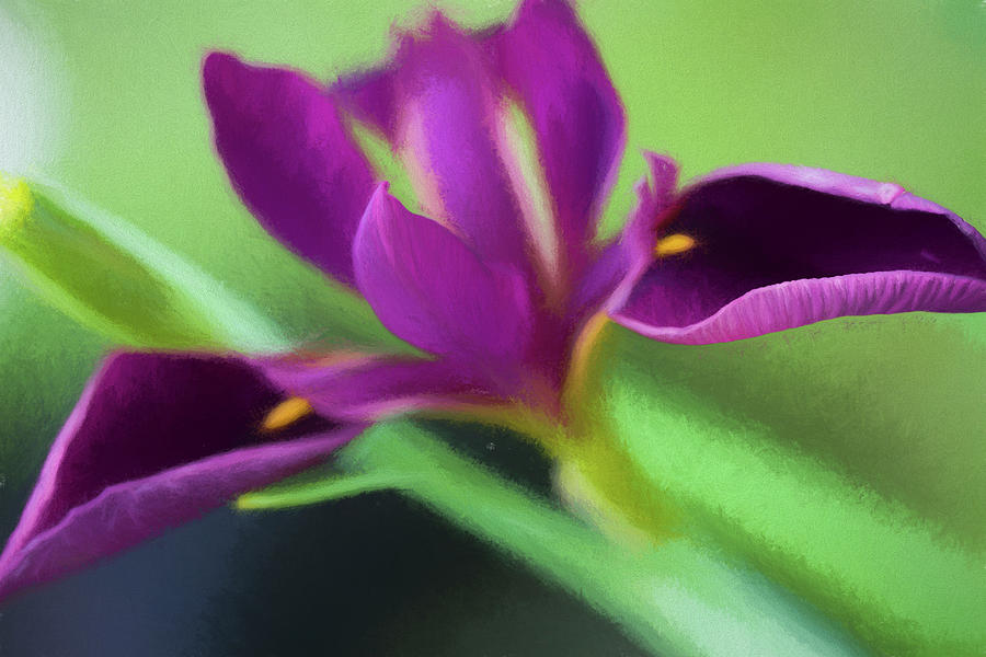 Pretty Louisiana Purple Iris Wildflower  Photograph by Kathy Clark