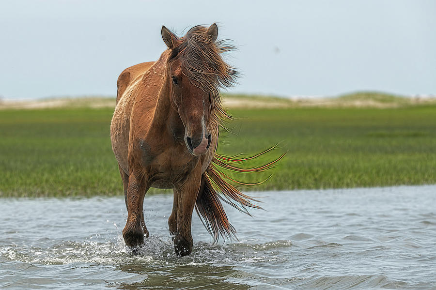 Pretty mare in the water paintography Photograph by Dan Friend
