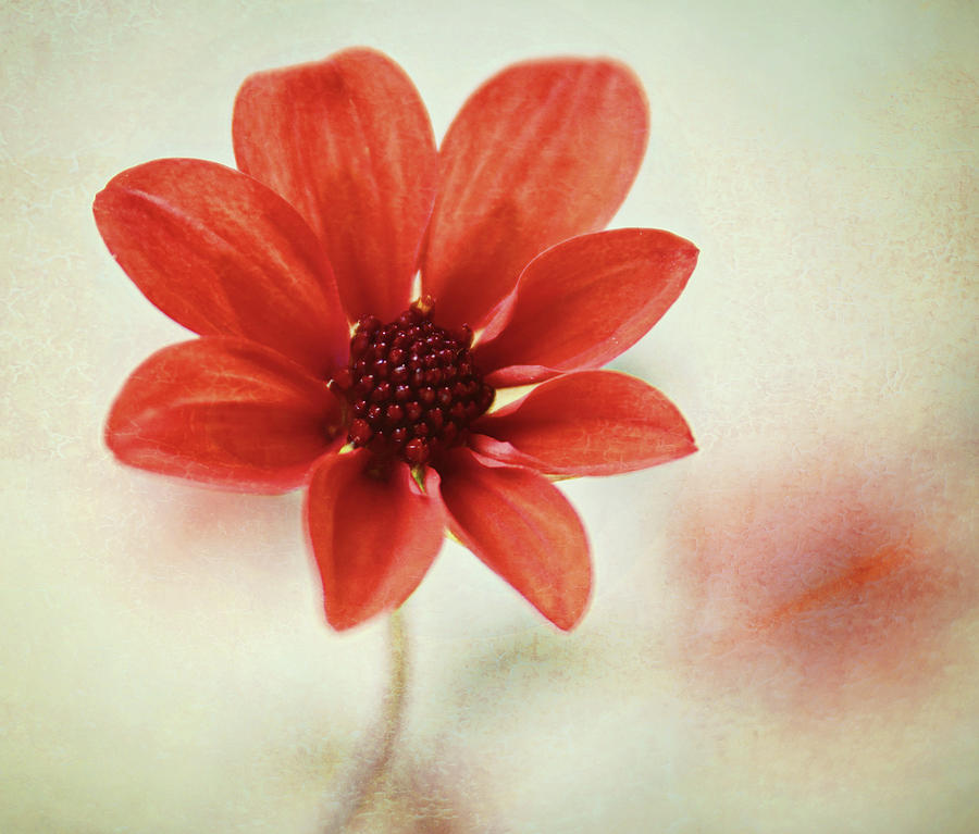 Pretty Orange Flower Photograph by Captured By Karen Photography