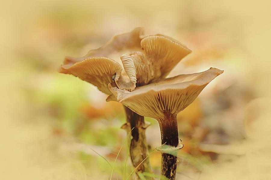 Pretty Pair Of Mushrooms Photograph by Sue Capuano