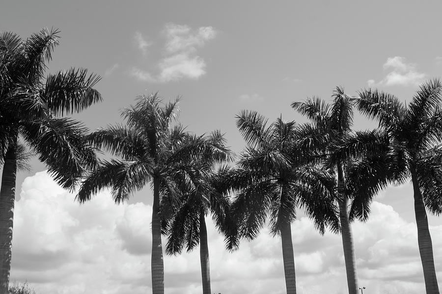Pretty Palms in a Row Photograph by Robert Wilder Jr