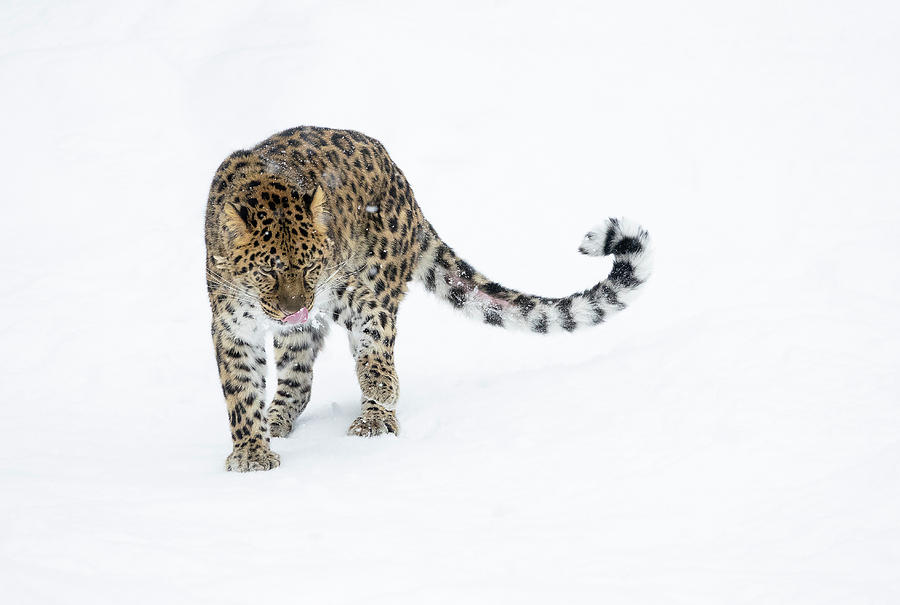 Pretty Panthera  Photograph by Elizabeth Waitinas
