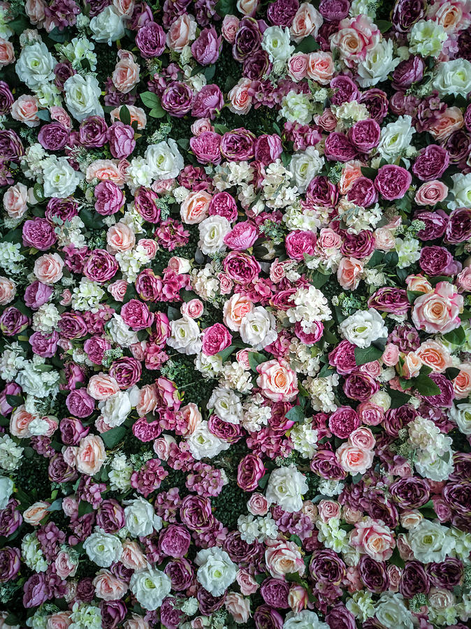 Pretty pattern of pink and white roses Photograph by Jaroslaw Blaminsky