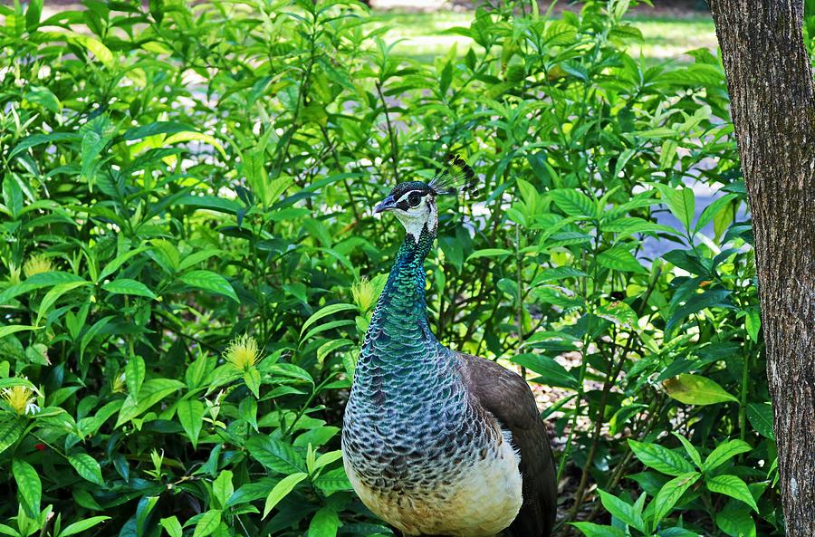 Pretty Peacock Photograph by Michiale Schneider