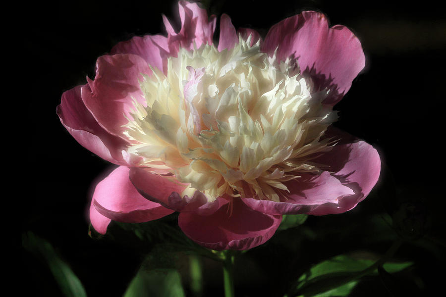Pretty Peony Photograph by Donna Kennedy