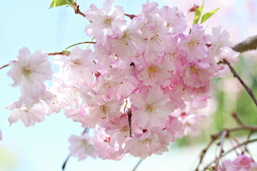Pretty Pink Blossoms Photograph by Trina Ansel