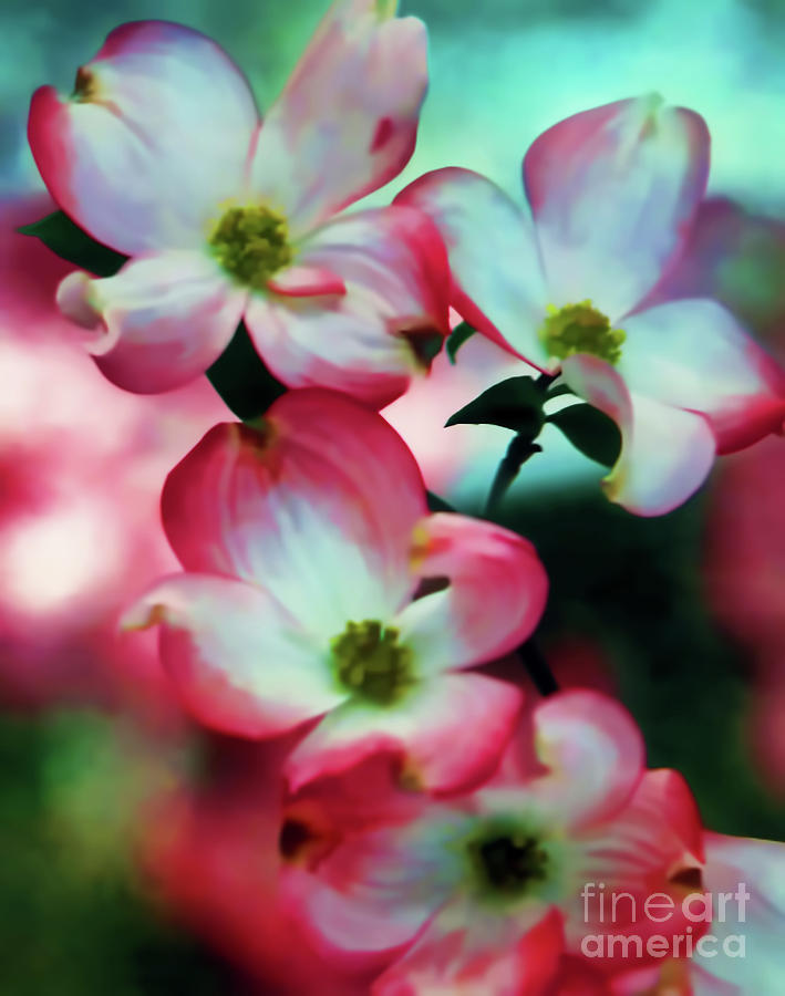 Pretty Pink Dogwood Blossoms Digital Art by D Hackett