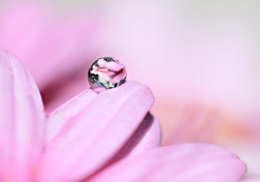 Pretty Pink Droplet Photograph by Susangaryphotography