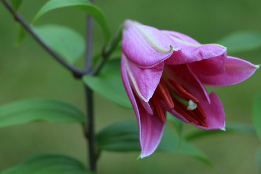 Pretty Pink Lily Photograph by The Art Of Marilyn Ridoutt-Greene