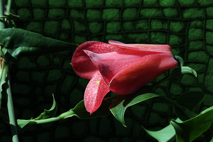 Pretty Pink Petals by Debi Dalio Pretty Pink Petals by Debi Dalio