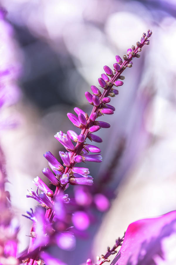 Flower Photograph - Pretty Pink Pods by Az Jackson