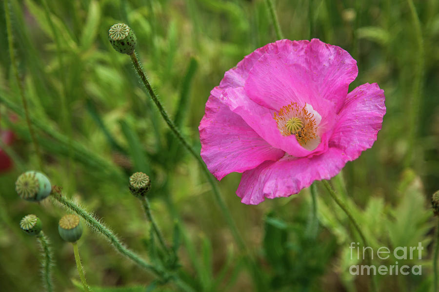 Pretty Pink Poppy Photograph by Lisa Lemmons-Powers