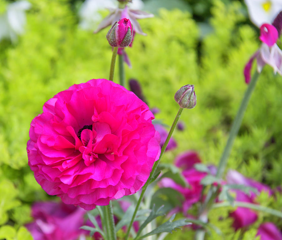 Pretty Pink Ranunculus Photograph