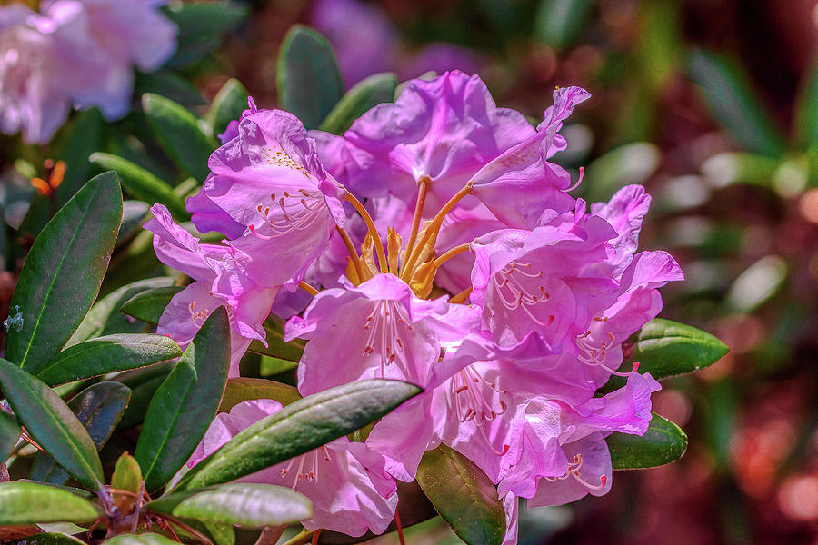 Pink Rhododendron Photograph - Pretty Pink Rhododendron by Donald Lanham Pink Rhododendron Photograph - Pretty Pink Rhododendron by Donald Lanham