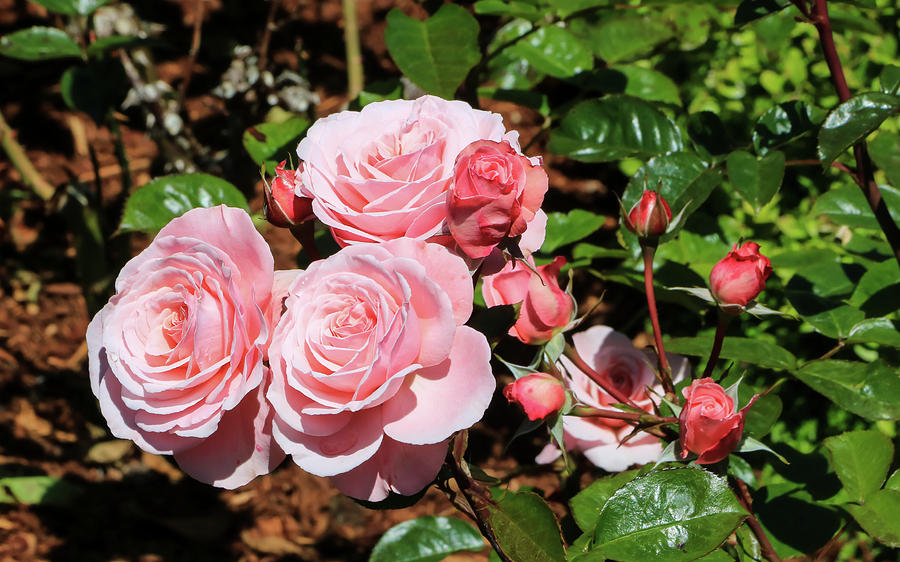Pretty Pink Roses by Dawn Richards Pretty Pink Roses by Dawn Richards
