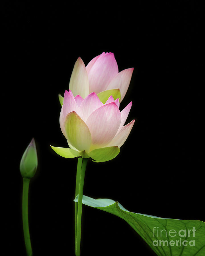 Pretty Pink Spring Lotus Photograph by Sabrina L Ryan