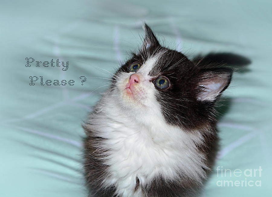 Pretty Please? Cute Kitten by Kaye Menner Photograph by Kaye Menner