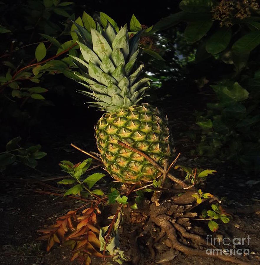 Pretty Plump Pineapple Photograph by Denise Morgan