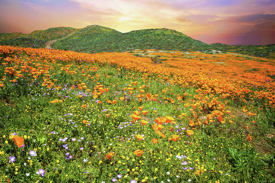 Pretty Poppy Superbloom Sunset in Walker Canyon Photograph by Lynn Bauer