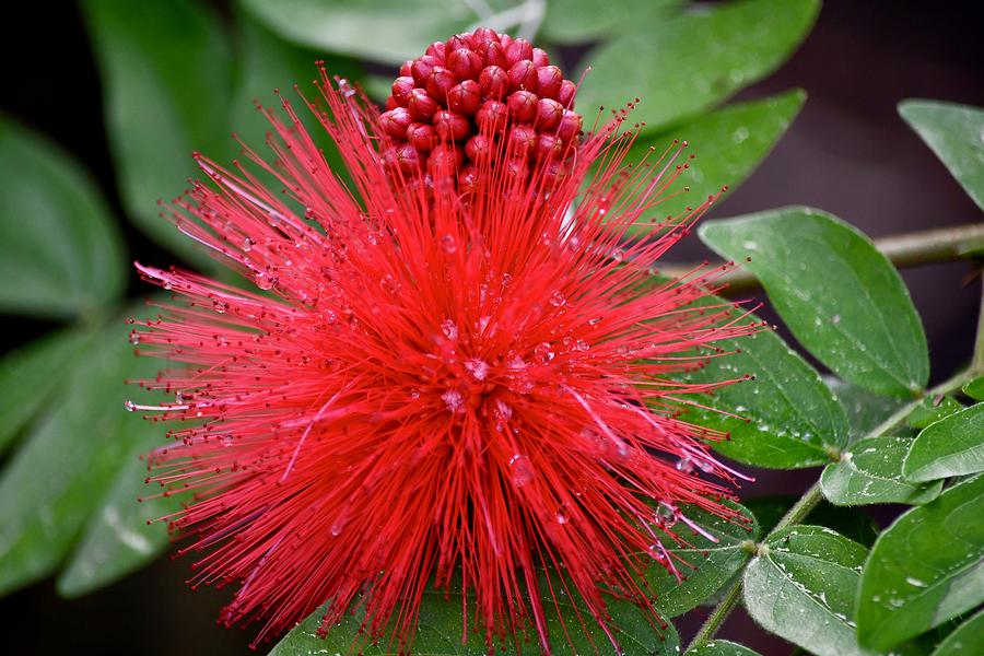 Garden Photograph - Pretty Powderfpuff Plant by Richard Bryce and Family