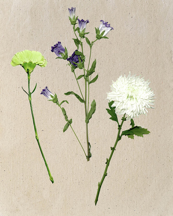 Flower Painting - Pretty Pressed Flowers I by Melissa Wang
