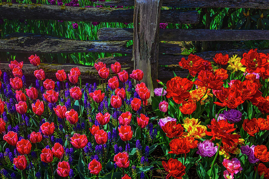 Pretty Princess And Colorfuyl Tulips Photograph by Garry Gay