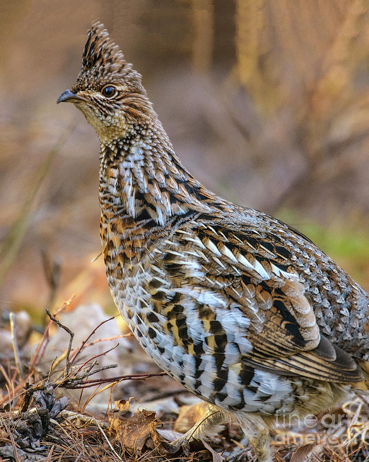 Pretty Profile Ruffed Grouse Photograph by Timothy Flanigan - Fine Art ...