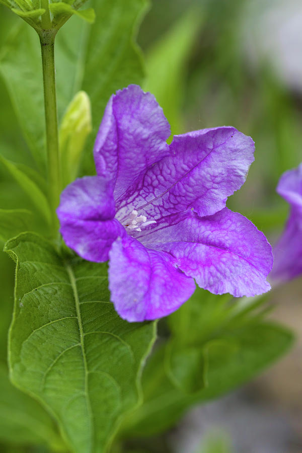 Pretty Purple Carolina Wild Petunia Wildflower Photograph by Kathy Clark
