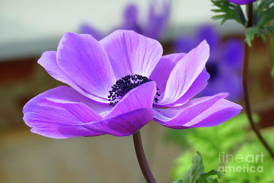 Pretty Purple Poppy facing left Photograph by Cindy Manero