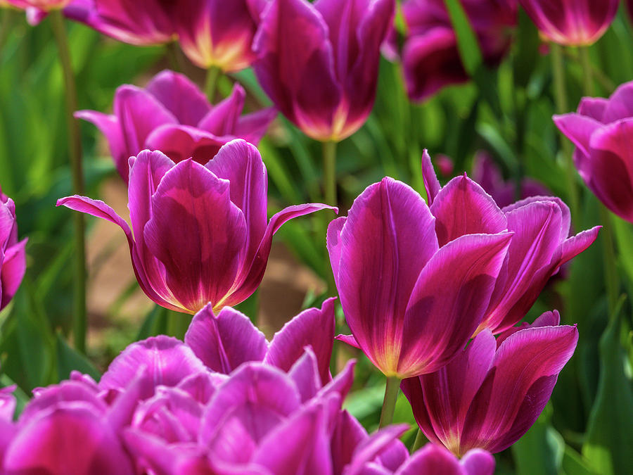 Pretty Purple Tulips Photograph by Louis Dallara